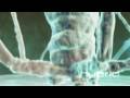 Bacteriophage Hybrid Medical Animation HD
