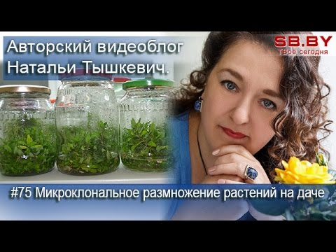 Микроклональное размножение растений на даче