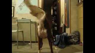 Booger the Hooker Dog