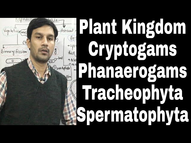 Video Pronunciation of Pteropsida in English Video Pronunciation of Pteropsida in English