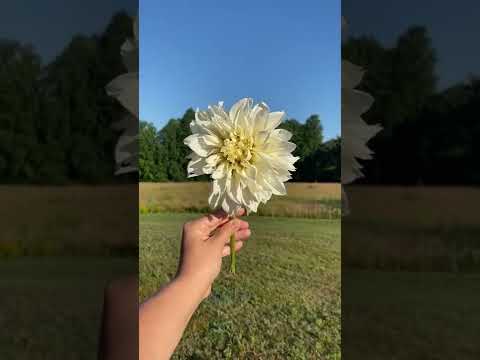 My first Dahlia Flower and I am kind of obsessed 😍 #shorts #dahliaflower