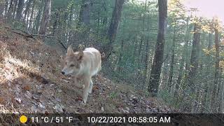 3.5 hours of trail cam videos - some as of yet unwatched, let me know 