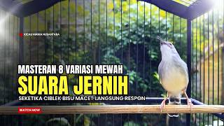 Download lagu suara burung CIBLEK GACOR NGEBREN Pancingan Ciblek Semi bahan jadikan ciblek kristal gacor Tarung mp3