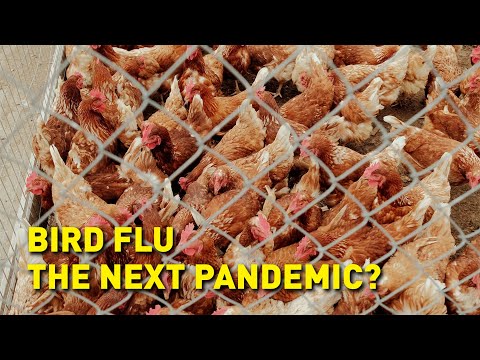 Bird flu - the next pandemic?