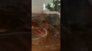 African Fat-Tailed Gecko Reptiles Videos