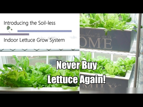 , title : 'Never Buy Lettuce Again - The Indoor Soil-less Lettuce Grow System, DIY Clean & Easy! 4K'