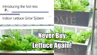 Never Buy Lettuce Again - The Indoor Soil-less Lettuce Grow System, DIY Clean &amp; Easy! 4K