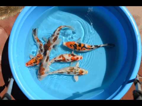 Select 10 inch Koi Package P13,500