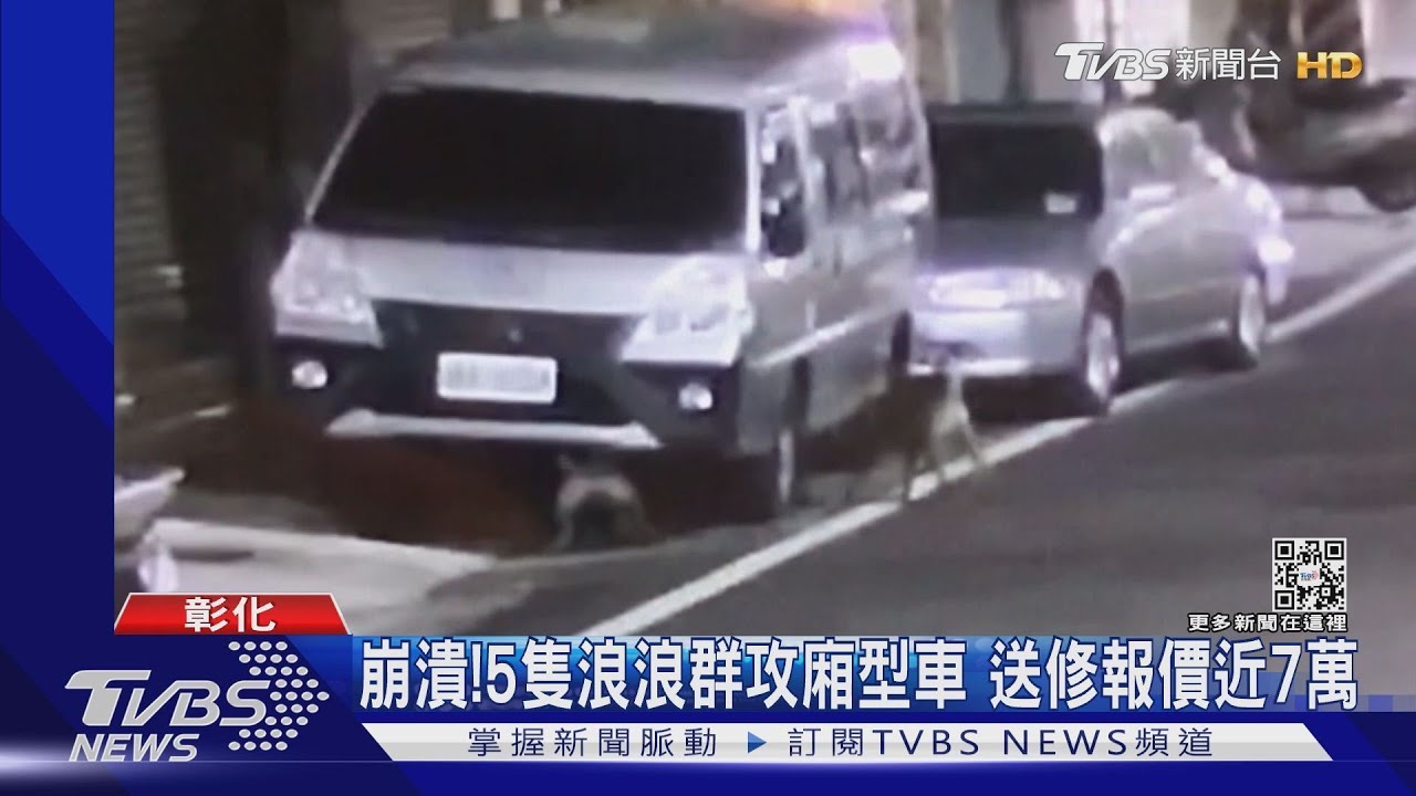 崩潰！5隻浪浪群攻廂型車　送修報價近7萬