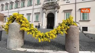 Ecco l'ingresso del Quirinale addobbato con le mimose per la Festa della Donna