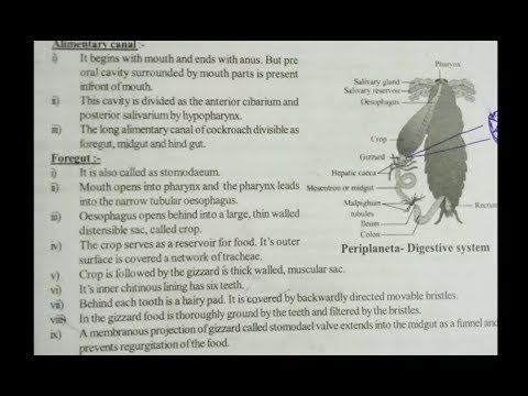 Inter 2nd year SYNAPTIC TRANSMISSION ZOOLOGY