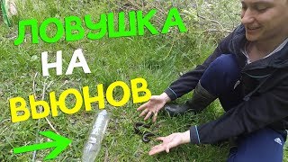 Вьюн рыба поймать в подмосковье