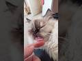 Special Cat Lick Shorts Viral Cutecat