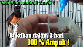 Download lagu Cara mengatasi murai batu macet bunyi - Buktikan Dalam 3 Hari Langsung Gacor ! mp3