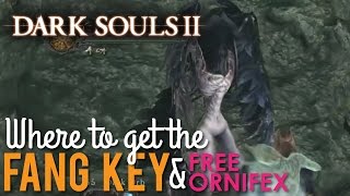 Where to get the Fang Key to Free Ornifex, Dark Souls 2 Scholar of the First Sin