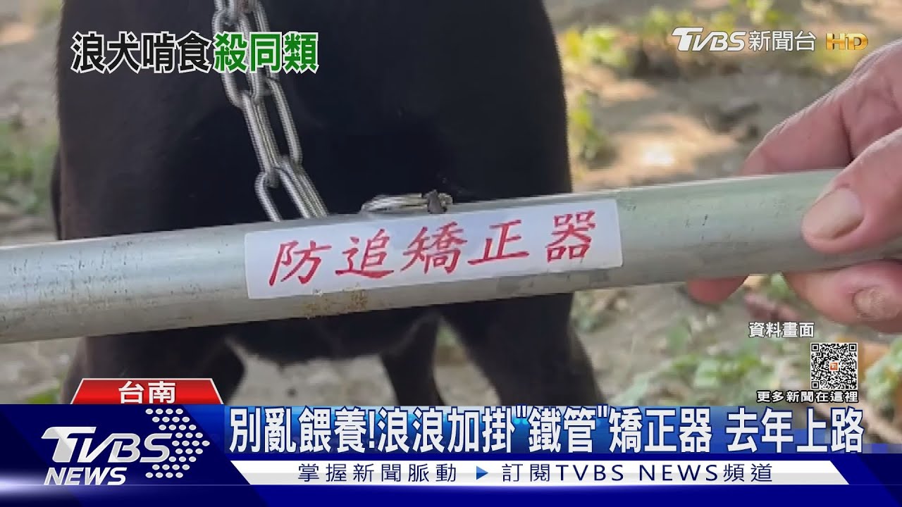 餵養浪浪要負責嗎?12隻惡犬佔地為王 圍咬小黑狗
