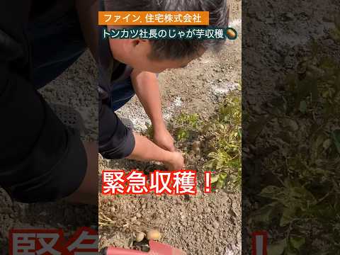 ジャガイモの収穫時期は何によって決まりますか？ 2つの期間があり、どちらを選択するかはあなたが決めます！  庭園