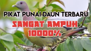 Download lagu pikat punai daun terbaru paling ampuh sepanjang masa mp3 Download lagu pikat punai daun terbaru paling ampuh sepanjang masa mp3