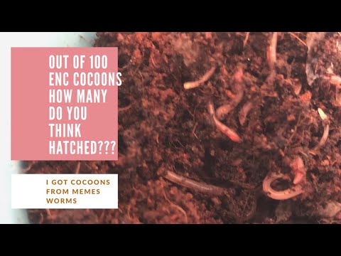 European Nightcrawler Babies Hatched