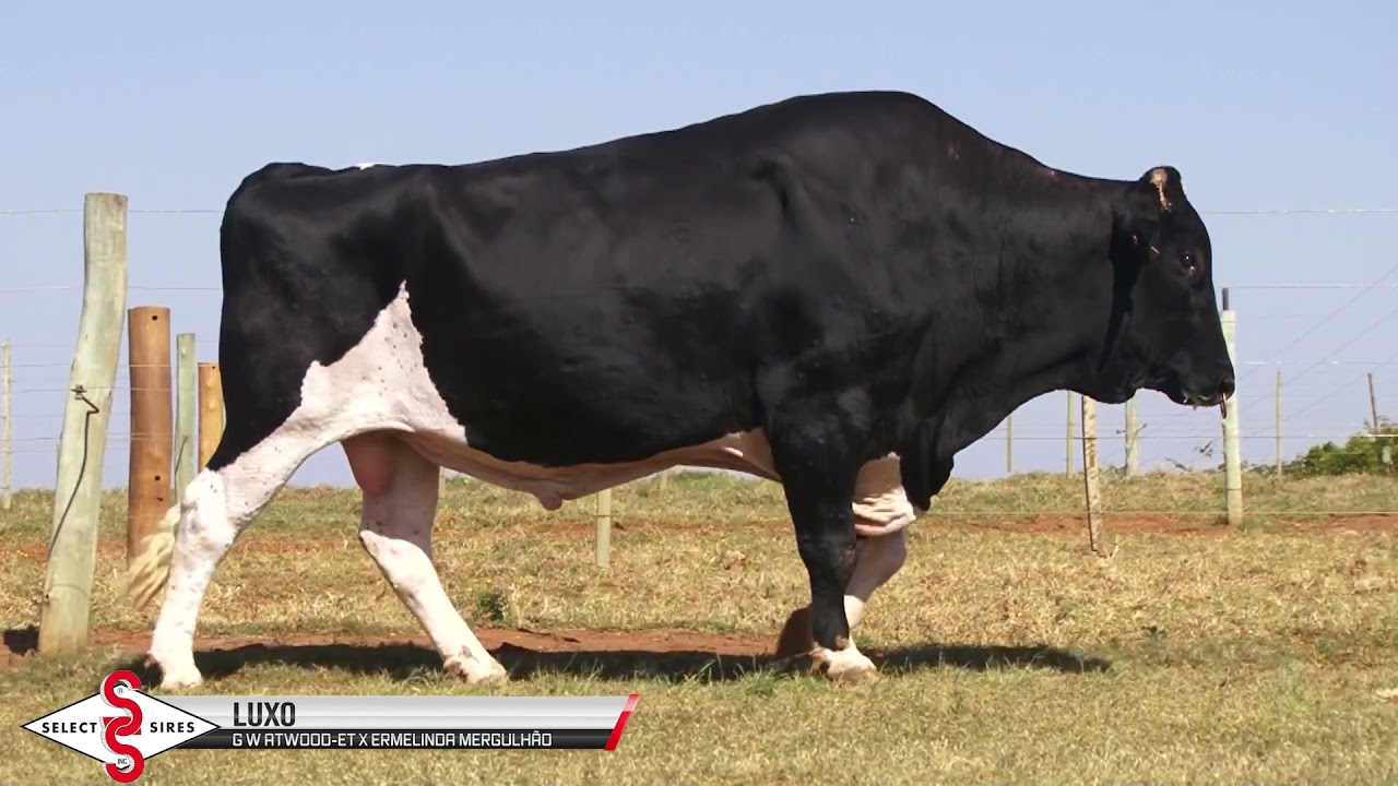 Vídeo LUXO FIV ATWOOD ERMELINDA VOLTA FRIA