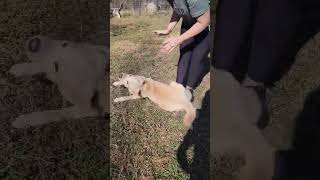 Video preview image #1 Mutt Puppy For Sale in Woodbury, NY, USA