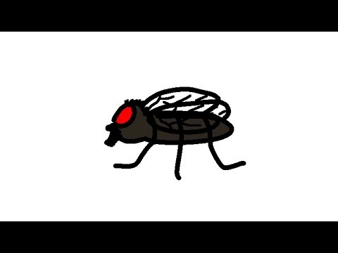 イエバエのライフサイクル