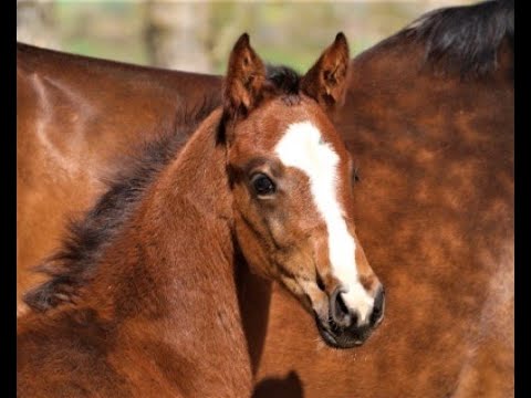Zuccino von Worrenberg, Holst, Zuccero x Lamaze, Hengstfohlen, geb. 20. März 2021