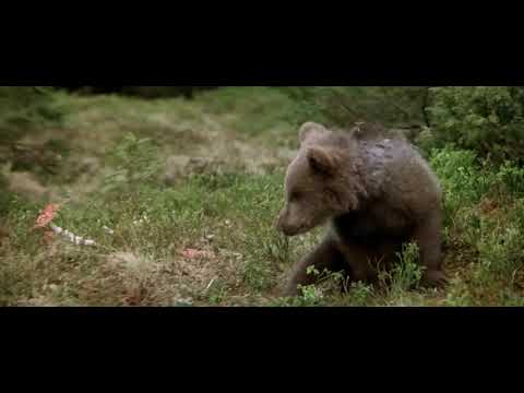 Amanita muscaria - bear tripping balls on fly agaric