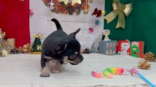 チワワ（スムース）の動画01