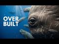 The Most Over Engineered Predator in the Ocean DEFAULT Thumbnail