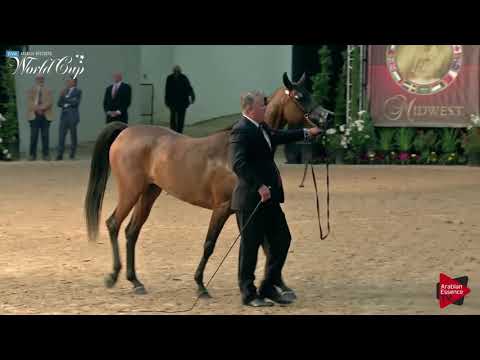 N.260 NADIRA OF ROHAN - LAS VEGAS 2019 - Arabian World Cup Senior Breeding Mares (Class 117).mp4