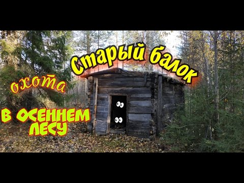 Одиночный поход в осенний лес, свистим рябца