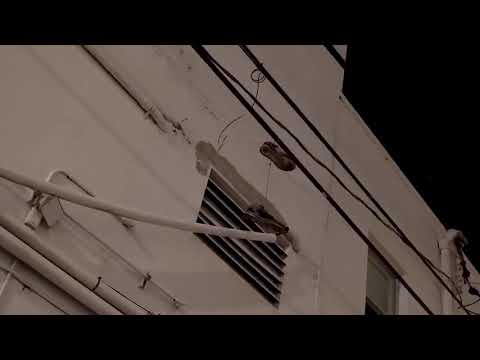 10.4 Chauncy - 10 laws 4 powers (official music video )