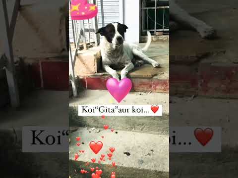 Humanity #shotsfeed #whatsappstatus #doglover #dogowner #kritika #muku #love #puppyface #petowner