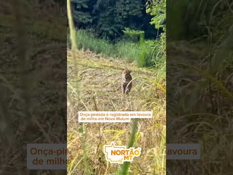 Onça-pintada é registrada em lavoura de milho em Nova Mutum