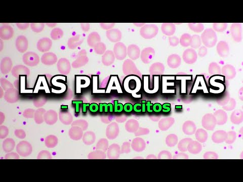 Resumen Rápido: Todo lo que Debes Saber sobre las Plaquetas