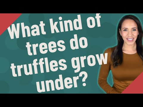 What kind of trees do truffles grow under?