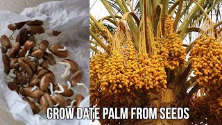 How To grow date palm tree from seeds Step by step