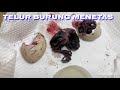 Penetasan Telur Burung Wak Wak