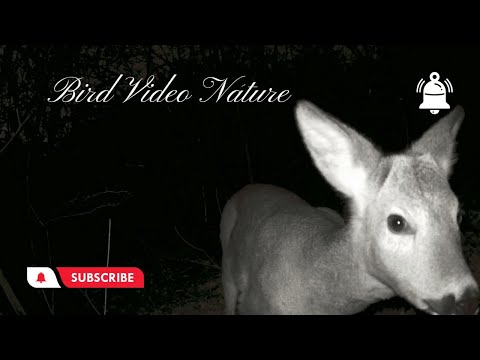 Civette nella zona dei Caprioli !!!