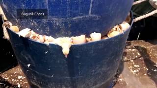 Re: [問卦] 豬農八年倒了兩千家跟進美豬有關係嗎？