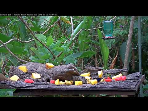 Red-legged Honeycreeper Pair Feed Side-By-Side – March 20, 2019