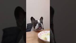 フレブルだってメロン食べたい　　　　　　　　　　　　　　　　　　　　　　　　　　　　"Even French Bulldogs want to eat melons."