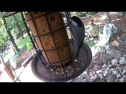 Suet Feeder Patrons