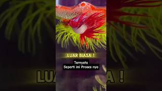 Download lagu HARUS LIHAT❗❗IKAN CUPANG SAMPAI DENGAN MENGELUARKAN TELOR NYA #ikan #cupang #budidaya #shorts mp3