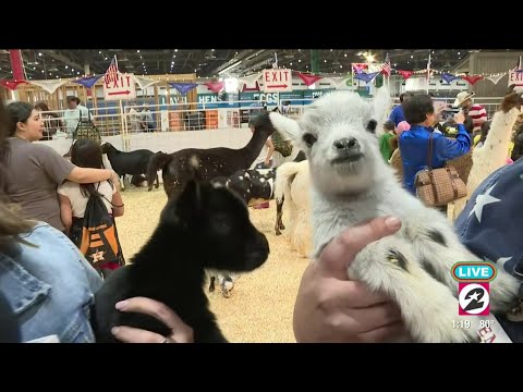 The Houston Livestock Show and Rodeo kicks off 2020 season with the cutest baby animals | HOUSTO...