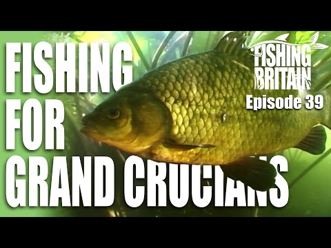 Grand Crucian Carp – Fishing Britain, episode 39 Grand Crucian Carp – Fishing Britain, episode 39
