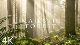 Majestic 4K Forest Nature | 4K Forest Cinematic