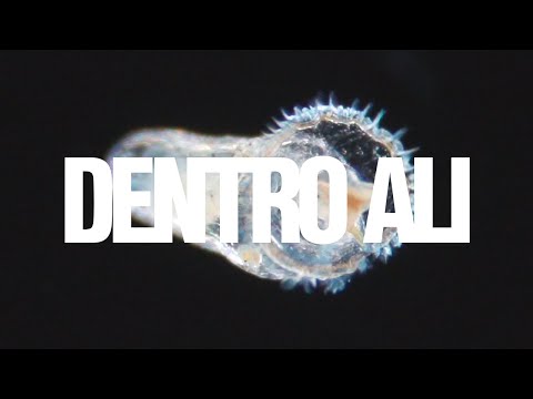 Dentro Ali • Luedji Luna feat. Nubya Garcia (Visualizer)