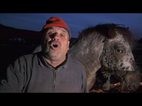 - ZMAJ OD ŠIPOVA PRODAO NEOBIČNO ŠARENOG AMERIČKOG KONJA U KONJIČKI KLUB